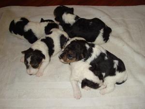 AKCWireFoxTerrierBirchhurstPuppies